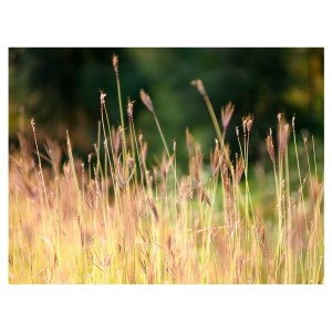 2015 Nature Grass Allergies