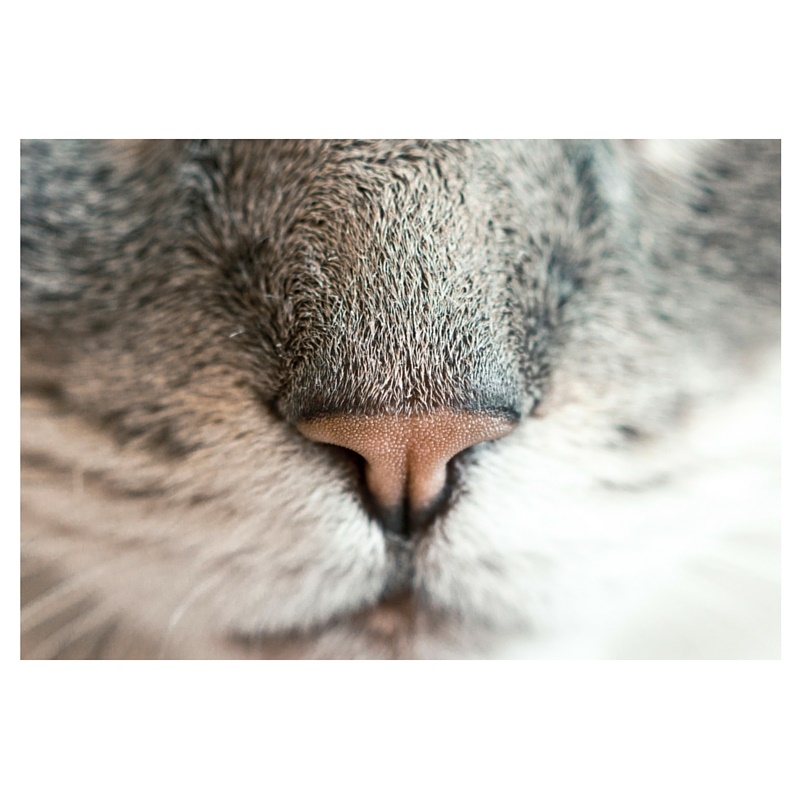 cat nose pic
